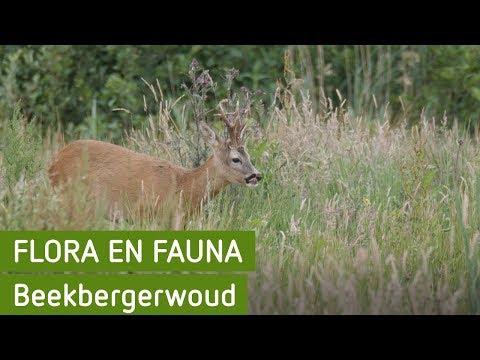 Flora en Fauna | Beekbergerwoud