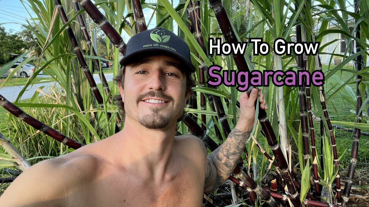 How To Grow Sugarcane The EASY Way 🌱 [Florida]
