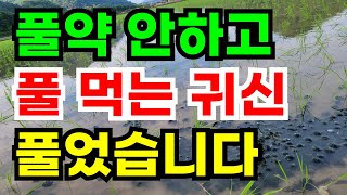 풀약 대신 풀을 먹어치우는 우렁이 60kg 풀었습니다 / 친환경 농법 / 우렁이농법/제초하는방법