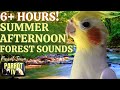 Summer Afternoon 6 HOURS Calm Song Bird Forest Ambience For Birds Parrot TV For Your Bird Room