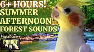 Summer Afternoon | 6 HOURS Calm Song Bird Forest Ambience for Birds  | Parrot TV for Your Bird Room🌞