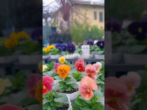  10 個の春の野の花と写真: 特性、象徴性、興味深い事実  庭園