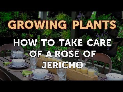 How to Nurse a Dying Ivy Plant Back to Life