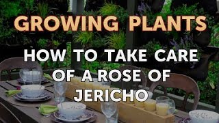How to Take Care of a Rose of Jericho