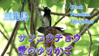 サンコウチョウのゆりかご造りThe cradle-making of the Japanese paradise flycatcher.