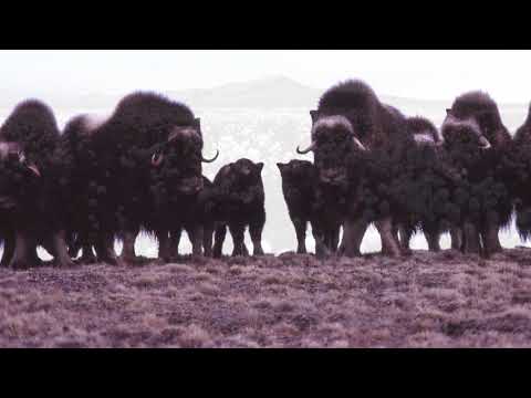Glissements régressifs dus au dégel (GRDD), île de Banks