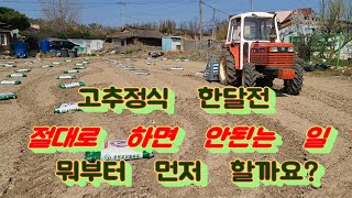 고추정식 한달전-이렇게 하면  고추농사 망해요. 정식 한달 전에 해야 할 일 순서는 어떻게 될까요?