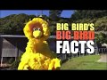 Big Bird Visits New Zealand