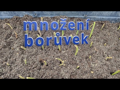 kanadské borůvky, množení #blueberry