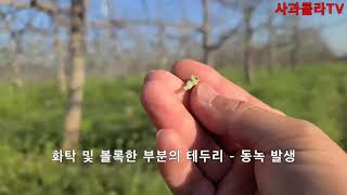 [사과재배] 사과 냉해오다. 냉해방지 이렇게 해보자.