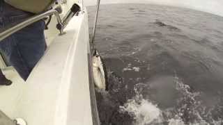 preview picture of video 'Tuna Fishing 2013'