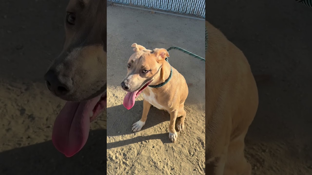 Enlarge Rico - EUTHANASIA LIST, a Adopted mixed breed in Thousand Oaks, CA video 3/6