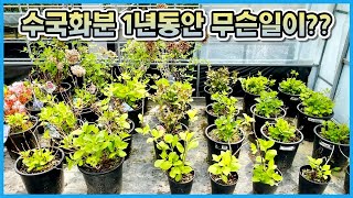 수국화분 봄 관리방법!! 작년에 공동구매 했던 수국 1년만에 이렇게 컸어요!!