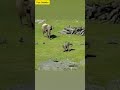 Elephant Baby Elephant Elephant Playing With Ducks Elephant Funny Video