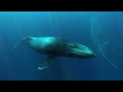 アラスカのクジラ:研究者らがクジラ減少の理由を説明