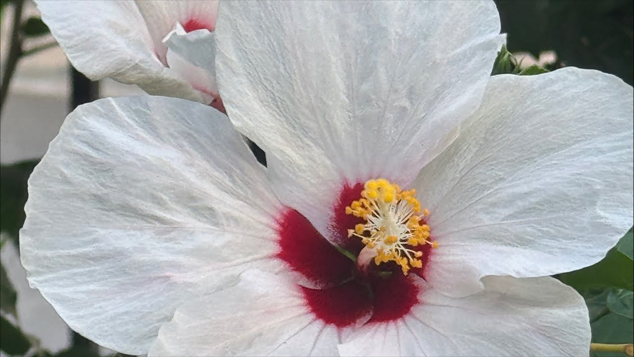 MAMITA LUDY OFFICIAL 03/22/2026 LIVE UPDATE ✨💫I’m back Japan 🇯🇵….