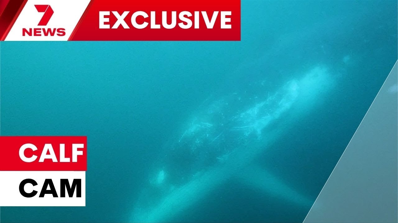 The Vocal World of Ocean Infants