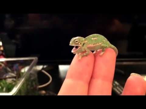 BABY CHAMELEON  Changes  Color Pattern (1 DAY OLD)