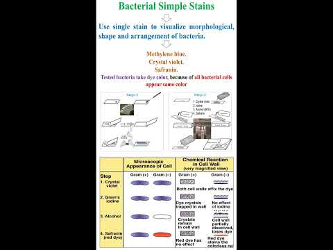 Bacterial Simple Stains #geneticteacher