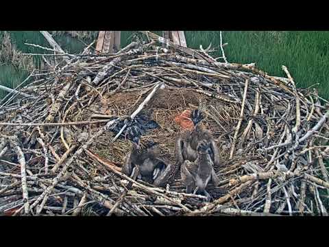 2023-06-16 #3 starts a fight with both #2 and #1, rivalry |  Boulder County Osprey Cam