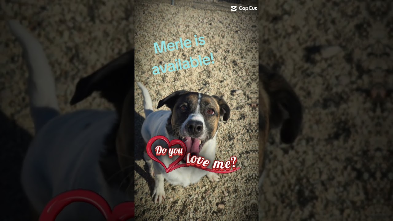 Enlarge Merle, a Adoptable Mixed Breed in Wickenburg, AZ video 5/6