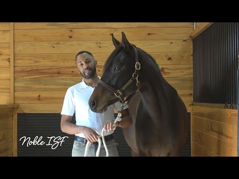 Meet Noble ISF - Young Dutch WB Developing Dressage Horse