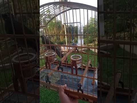 Trinca Ferro Boiadeiro #shorts