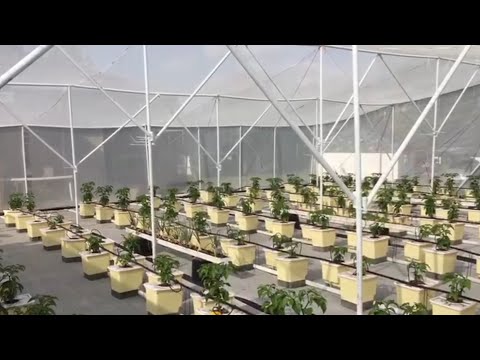 Hydroponics - Dutch Bucket System by Seed to Grow. System setup