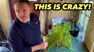 Spider Plant Repot & Care Guide - Hangng Basket Project - Chlorophytum comosum
