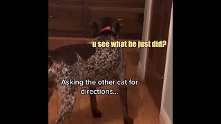 The Doggy Door