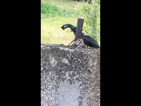 Ein Käfer namens Hirsch Bosnien am 06.06.2016