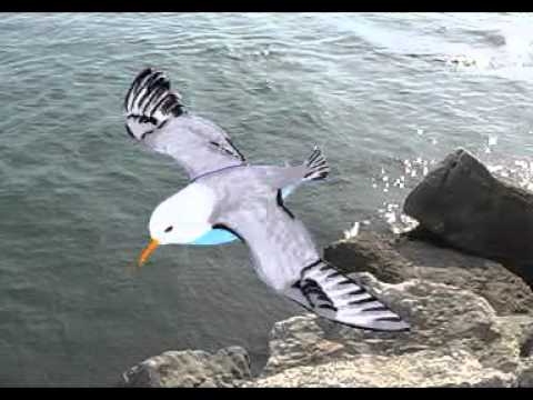 un gabbiano torna in città