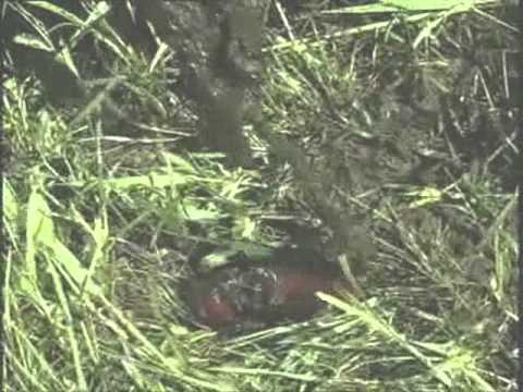 Lai dzīvo bērni 4 [lai dzīvo lohi4] 2.daļa