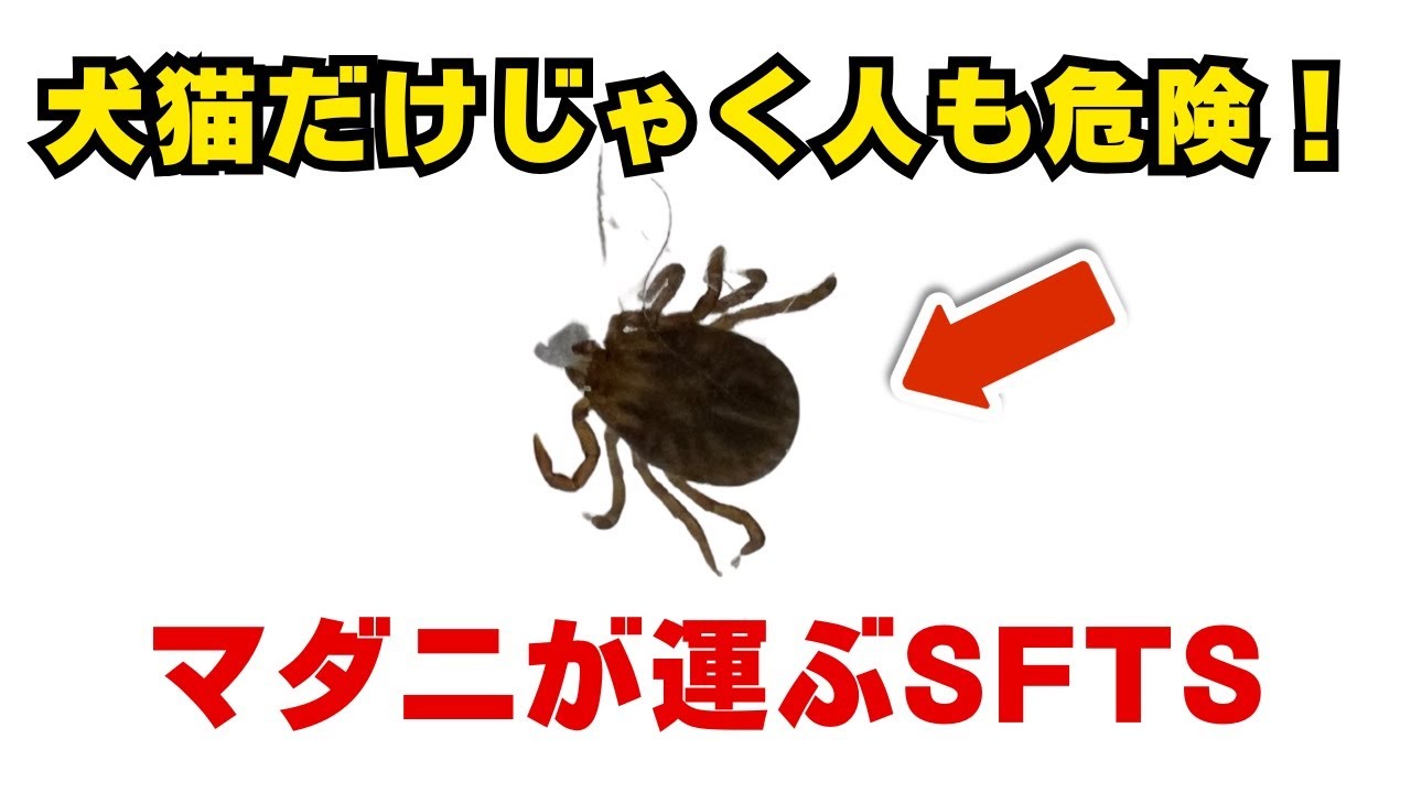 【知らないと危ない】犬や猫も感染…マダニが運ぶSFTSと飼い主が今できる対策