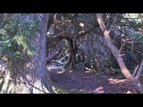 The Hangmans Beautiful Daughter