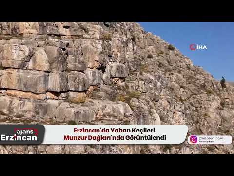 Erzincan'da Yaban Keçileri Munzur Dağları'nda Görüntülendi