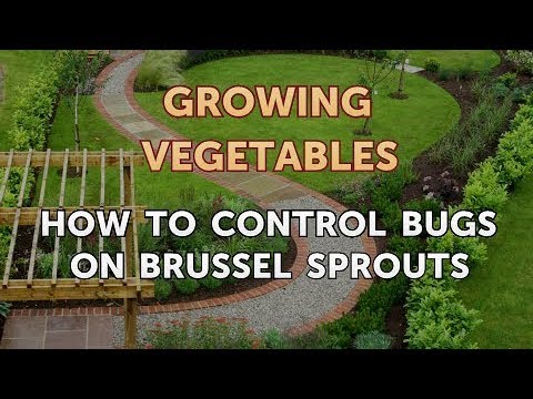 When to Pick Hungarian Hot Wax Peppers