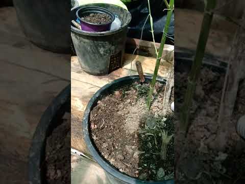 appearance of pistils development in flowering, growing.