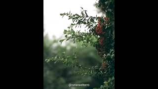 Monita Tahalea, Gerald Sitomurang ft Sri Hanuraga - Rainning Flowers