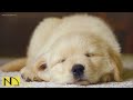 20 HOURS of Deep Sleep Dog Calming Music🐶🎵Anti Separation Anxiety Relief Music🎵Dog Music💖 NadanMusic
