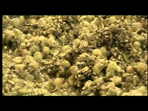 Wines of Germany, Growing Regions: Mosel