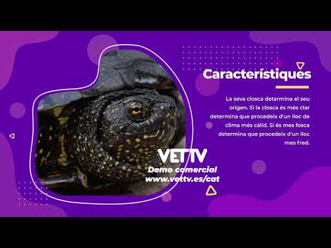 VetTV presenta: Curiositats sobre les tortugues