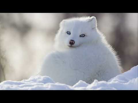 Ghostly Arctic Foxes - Mysterious Facts