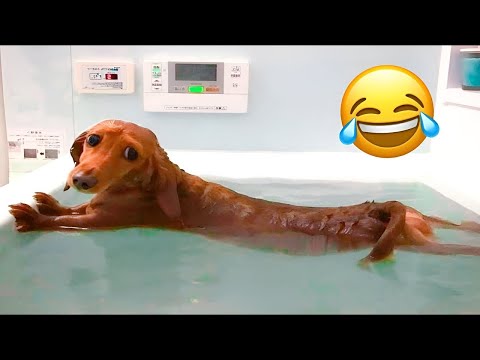 2 Hours Of Funniest Cats & Dogs Videos 😂 Hilarious Animals 2023 🐾