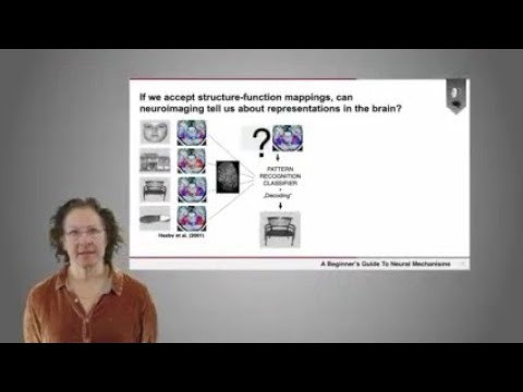 Can neuroimaging tell us about representations in the brain? | Dr. Adina Roskies (Part 3 of 4)