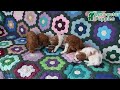 Mixed Breed dogs for sale: Susie - Video 1