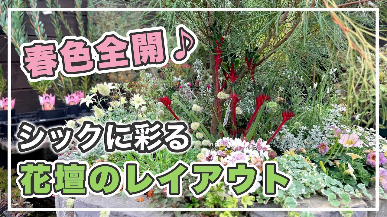 春のおすすめてんこ盛り♪アンティーク花壇の植え込み【花壇】