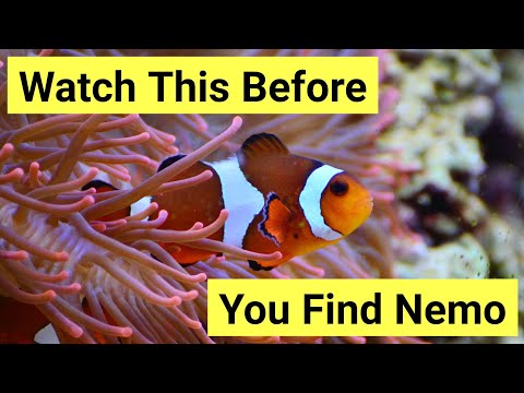 9 Things You Need To Know About Keeping Clownfish