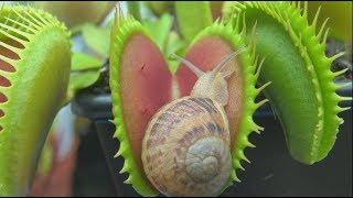 Snails vs Venus Flytraps
