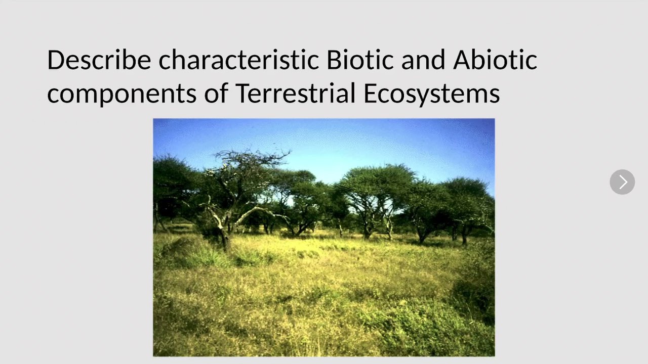 What are biotic factors in a terrestrial ecosystem? Tipseri